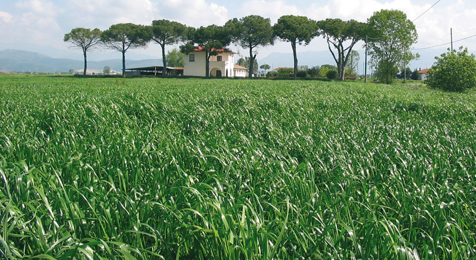 İtalian Ryegarss Mix Karışım Yem Bitkisi | Yem Bitkileri ...