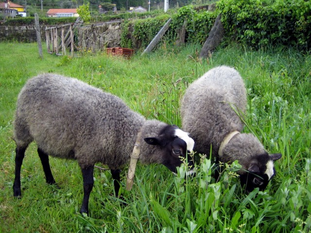 satılık saf romanov koyunlar