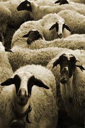 sakız koyunu yetiştiriçiliği