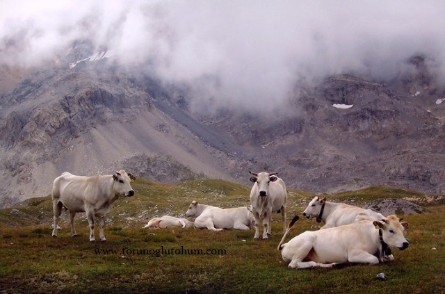 ,piedmontese,holstein,montofon,simental,belçika mavisi,şarole limuzin gebe düve