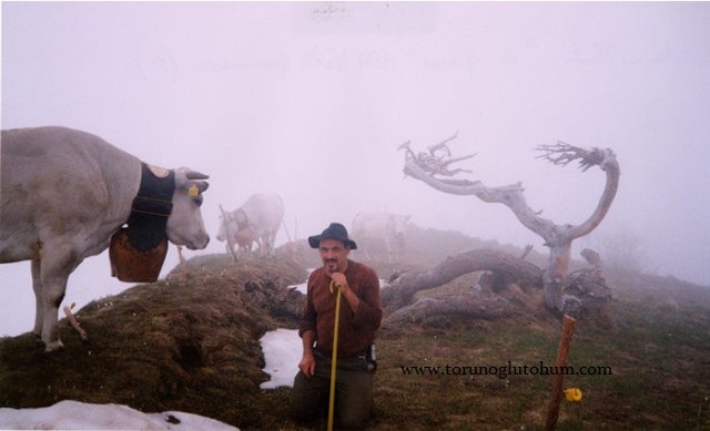 piedmontese sığır ırkı