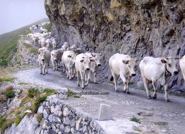 piedmontese etçi sığırları