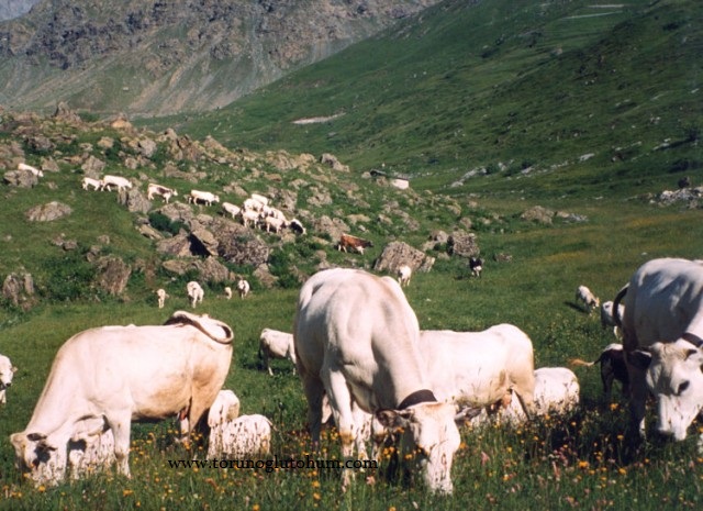 piedmontese buzağı