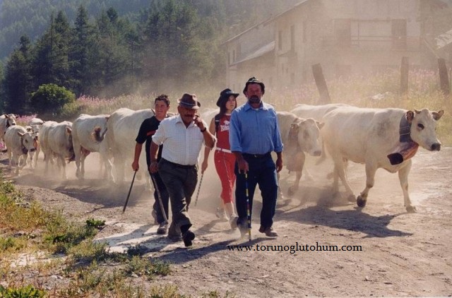 satılık piedmontese dana fiyatları