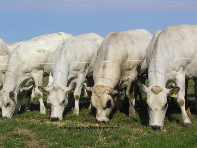 piedmontese dana ithalatı