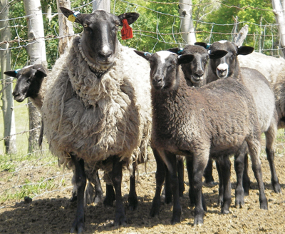 romanov koyunu çiftlikleri