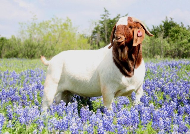 boer keçisi 