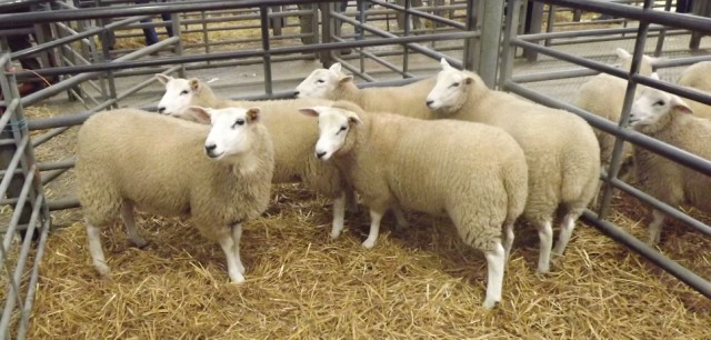 chrarollais sheep