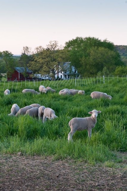 merinos koyunu