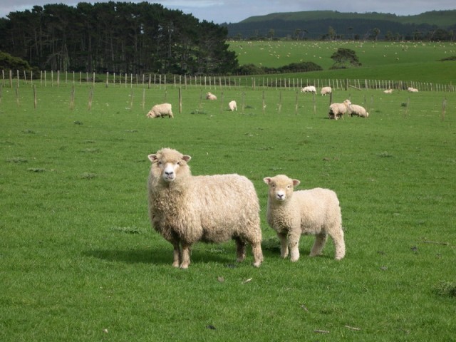 merinos koyun satışı