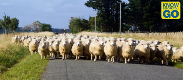 merinos koyunu fiyatları