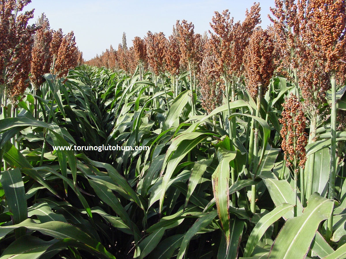 Sweet corn: planting, growing and harvesting sweet corn 