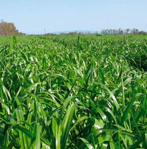 ITALIAN RYEGRASS DEVIS| Torunoğlu Tohumculuk