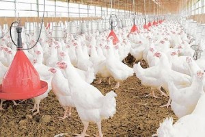 Çin, tüm tavuk üretimini yasakladı! Bakın neden ?