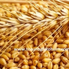 buğday tohumu isimleri