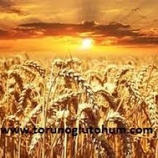 satılık buğday tohumu