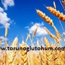 buğday tohumu fiyatları