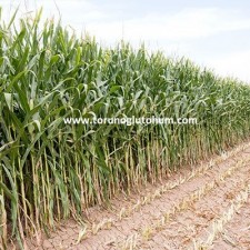 slajlık mısır tohumu C955
