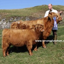 highlander sığır yetiştiriciliği