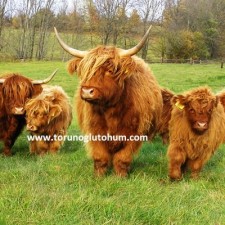highlander sığır özellikleri