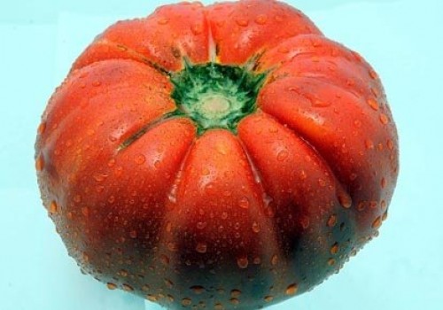 150 yıl önce kaybolan domates yeniden yetiştirilmeye başlandı