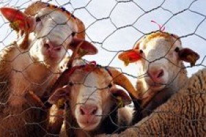 Kurbanlık fiyatlarında sürpriz gelişme