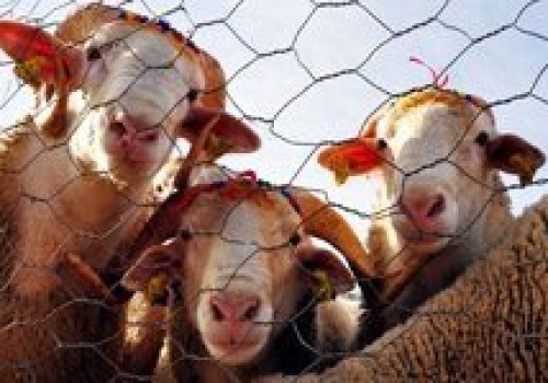 Kurbanlık fiyatlarında sürpriz gelişme
