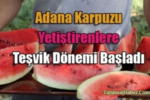 Adana karpuzunu ekenlere teşvik dönemi başladı