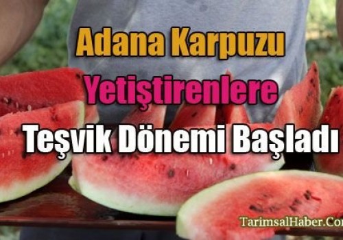 Adana karpuzunu ekenlere teşvik dönemi başladı