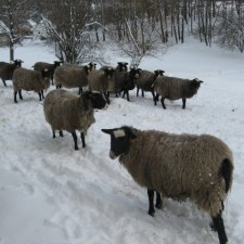 romanov koyun ithalatı