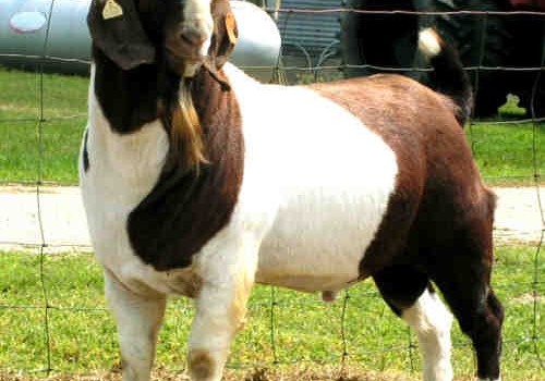 Boer Keçisi