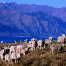 satılık merinos koyunları