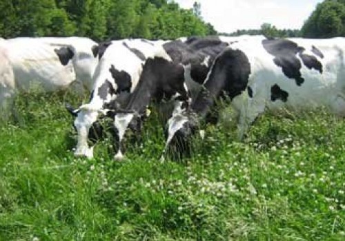 Damızlık Sığır Yetiştiricileri Birlikleri