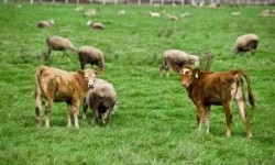 Kırmızı Et Üretiçileri Birlikleri