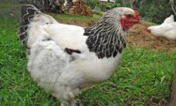 BESD-BİR-BEYAZ Et Sanayiçileri ve Damızlıkcıları Birliği