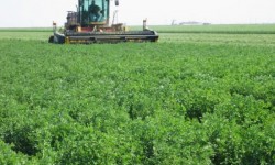 Yonca Yetiştiriçiliği