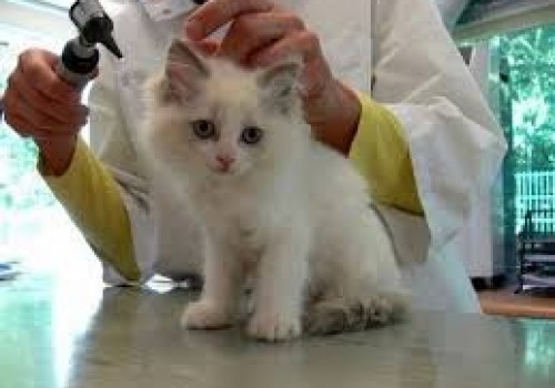 veteriner klinikleri turkiye geneli