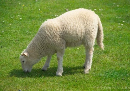 Koyun Hastaliklari Yem Bitkileri Cim Tohumu Tarla Bitkileri