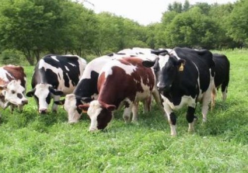 Süt Sığırcılığı İşletmesi Kurmak İçin Ne Yapmalı ? 