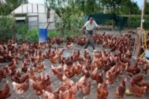 Mudurnu'da organik yumurta üretimine başlandı