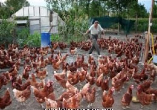 Mudurnu'da organik yumurta üretimine başlandı