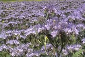 ARIOTU (Phacelia tanacetifolia Bentham)