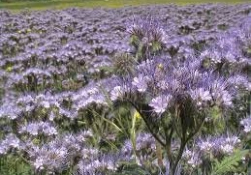 ARIOTU (Phacelia tanacetifolia Bentham)