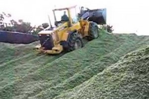 Summer annual forage grasses for emergency crops