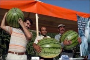 Diyarbakır Karpuzunda yarasa gübresi
