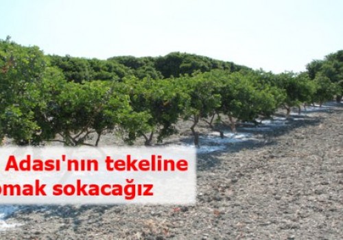 Sakız Adası'nın tekeline çomak sokacağız