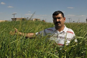 Enerjinin yeni bitkisi ''dallı darı' keşfedilmeyi bekliyor