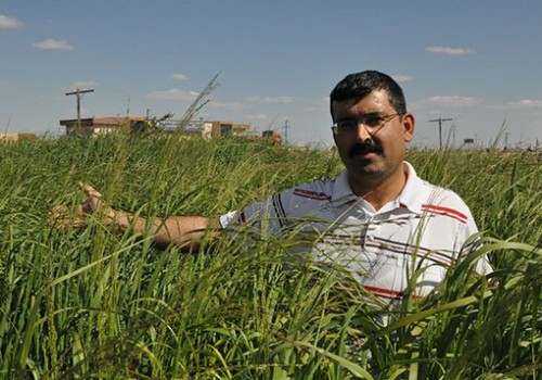 Enerjinin yeni bitkisi ''dallı darı' keşfedilmeyi bekliyor