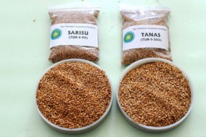 Susamda Yerli Tohum Çeşitleri Geliyor