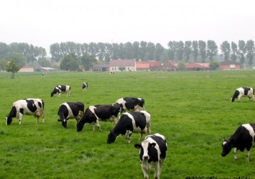 Süt ve Besi Sığırcılığı Yatırımlarında Dikkat Edilmesi Gerekenler